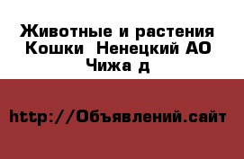 Животные и растения Кошки. Ненецкий АО,Чижа д.